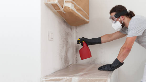 Professional Basement Mold Removal technician working in Bridgeport, IL