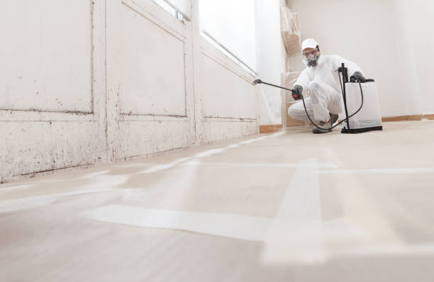 24/7 Emergency Basement Mold Removal experts in Bridgeport, IL