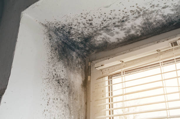 Affordable Basement Mold Removal solutions in Bridgeport, IL