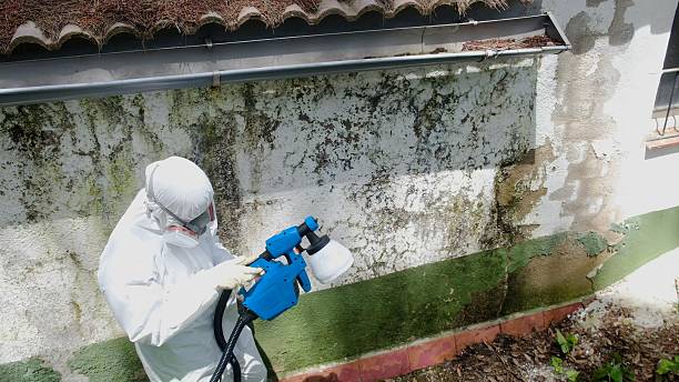 Top rated local Basement Mold Removal specialists in Bridgeport, IL
